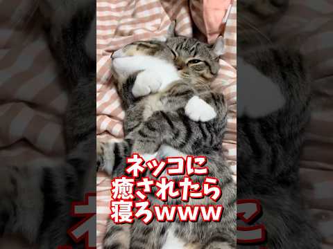 ネッコの動画で癒されたら寝ろｗｗｗ　#2ch #2chまとめ 動物スレ #2ch面白いスレ #動物 #犬 #猫 #癒やし #ねこ動画