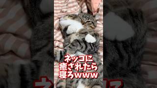 ネッコの動画で癒されたら寝ろｗｗｗ　#2ch #2chまとめ 動物スレ #2ch面白いスレ #動物 #犬 #猫 #癒やし #ねこ動画