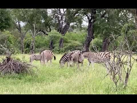 Zebra herd on Safari Sabi Sabi Kruger South Africa