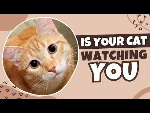 Why Your Cat Stares At You?