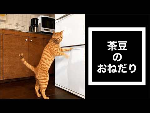 猫がご飯を10粒残す理由　no87