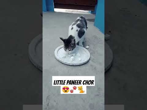 Little Paneer Chor #bollywood #music #song #bollywoodsongs #cat #catlover #catfeeding #youtube