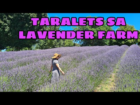 LAVENDER FARM TOUR | WANAKA, NEW ZEALAND