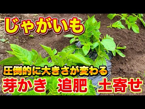 【収量に差がつく】じゃがいもの芽かき、追肥、土寄せで大きくして増やす方法！（マルチありと無しのやり方をそれぞれ解説します！）