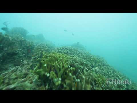 台風の影響で折れてしまったサンゴ（2018年10月7日沖縄本島恩納村ナカユクイ）