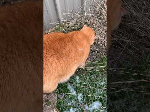 #texas got “snow” #countrylife #precious #catshorts #catvideos #orangecat #toebeans #catlovers