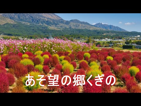 【あそ望の郷くぎの】4K コキアとコスモス