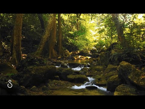 Forest Creek In The Woods | 3 Hours | Nature Scenes