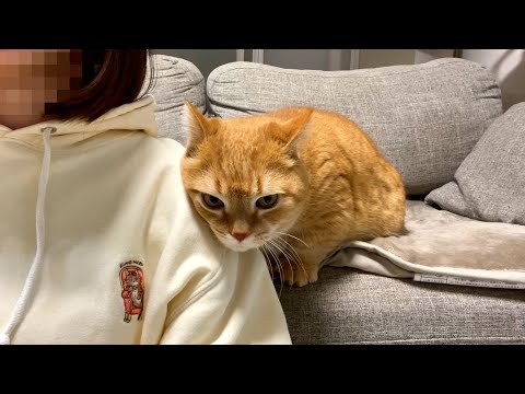 テレビを見てる飼い主にぴったりくっつく猫が可愛い！