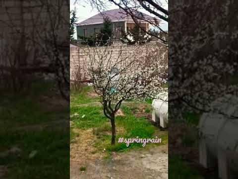 #springrain #springwreath #springflowers #shortvideo #shortsvideo #shorts #flowers #trendingshorts