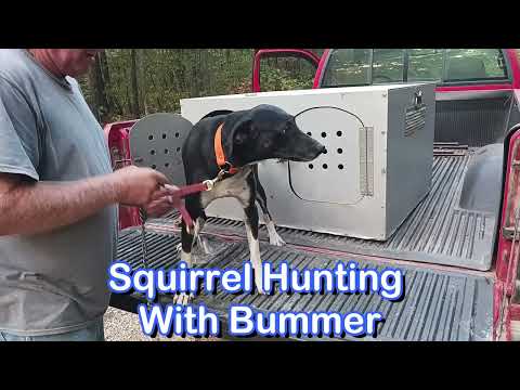 Dry Creek Hunting Dogs With Bummer 12 1 2023