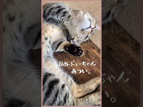 【あつい日のねこ】トントン中