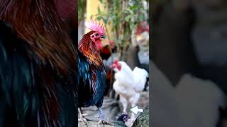 how to feed layer chickens for maximum egg production The Sustainable Chicken Farming Revolution