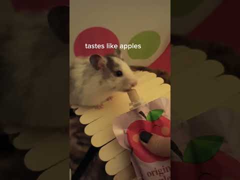 My hamster tries applesauce for the first time 🐹🍎 #cute #food #hamster #tastetest