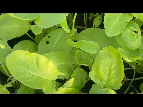 এতো ঠাণ্ডায় কি ভাবে সহজে মুলা ,মটরশুঁটি  চারা তৈরি করলাম