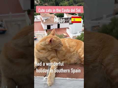 Cute Cats 😻in the Costa del Sol🐈‍⬛Spain🐱Andalucía🇪🇸Andalusia#shorts🐾 Frigiliana,#Mijas,#Ronda