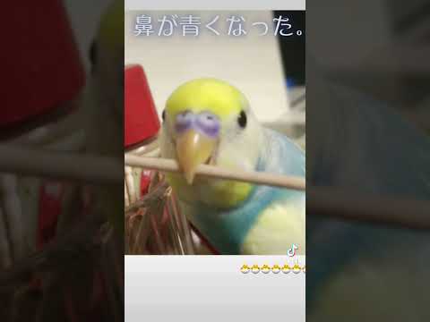 すいちゃんが変わってしまいました。 #shorts #セキセイインコ #budgie #かわいい #すいちゃん #酔いどれ知らず