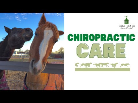 Equine Chiropractic Care