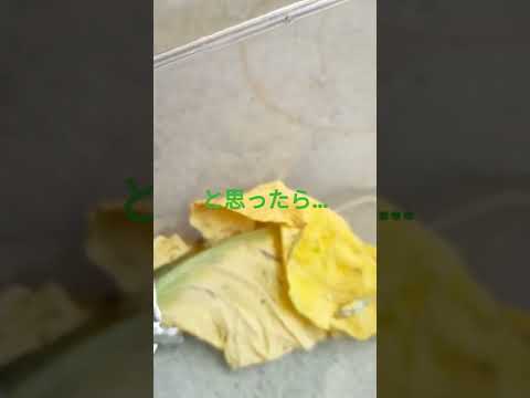 【サナギ観察記録】8日前の動画のサナギが無事に……😭