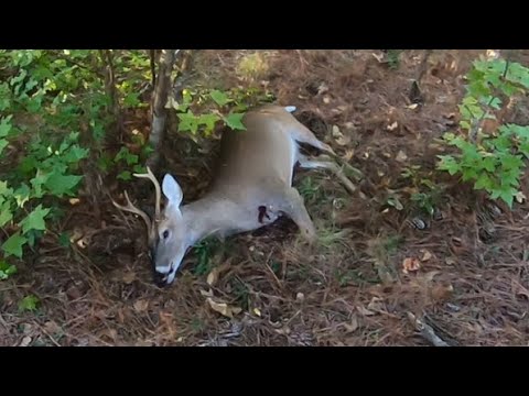 SC Deer Dog Drives 10/12/24: Plenty of races and a dead deer!