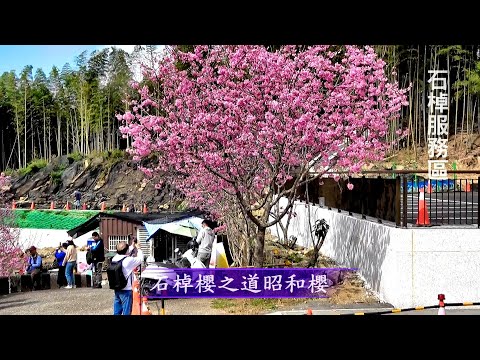 2024.2.24~{石棹櫻花}櫻之道昭和櫻   著作~茗苑民宿