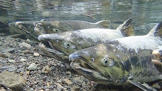 サケの命　最後の輝き　釧路川支流の最上流に遡上