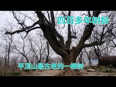 平顶山因山顶平而得名，来游玩一定要爬山，这颗树400多年了