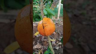 Hibiscus grafting - effect of orange on - Hibiscus tree