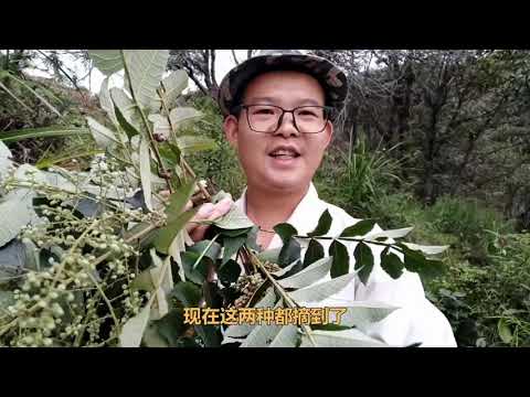 木盐树与漆树十分相似，误食风险很大，认清3点可有效区分它们