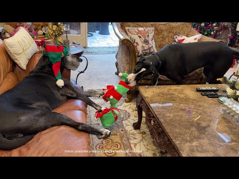 Funny Great Dane Tries To Swipe Elf Slippers While Puppy Runs Zoomies