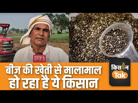 Chia Seeds: MP के किसानों में बढ़ा चिया बीज उगाने का चलन, सेहत के लिए भी होता काफी फायदेमंद #news