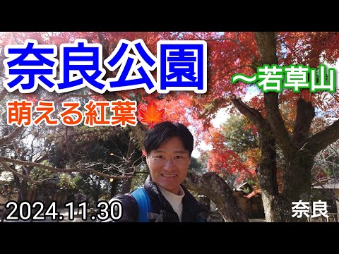 奈良公園  萌える紅葉🍁2024