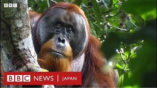 顔に負傷した野生のオランウータン、「植物を薬として」塗って治す　インドネシア