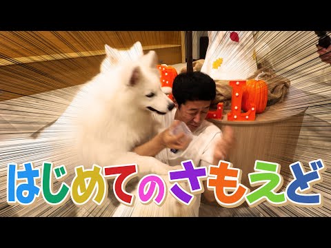 【モフモフふわふわ】小籔のサモエド カフェ体験【犬超かわいい】【サモエドカフェ moffu 原宿】