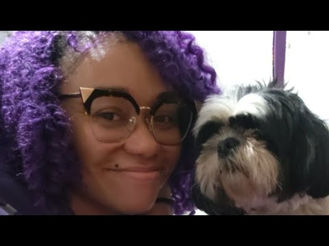 Shih Tzu Summer Shave Down