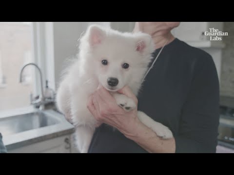 My life as a puppy trainer: ‘I have the best job in the world’