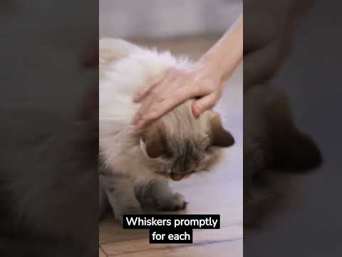 How To Train Your Cat  #cats #catshorts #catlover #catviralvideo #youtubeshorts