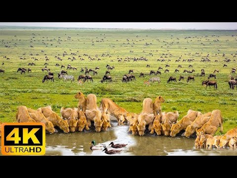 African Wildlife in Action: Lions, Elephants, and More| Rainforest Reels | Film