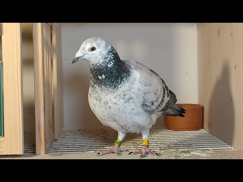 Freiflug der Jungen und Blick auf die Weibchen