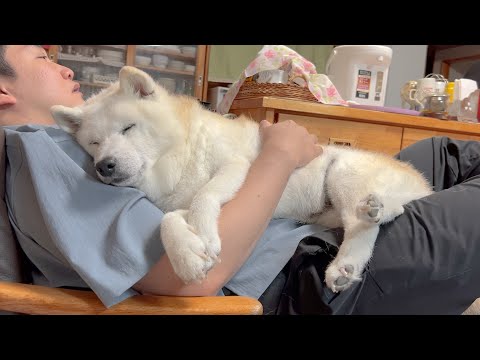 生後０か月の赤ちゃんを泣かしてしまいテンパるサモエドと生後１５年の赤ちゃん柴犬