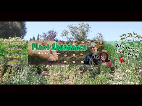 Plant Abundance Live Stream