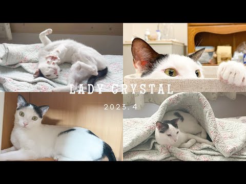 Meow🐱Vlog｜A day of a kitten／🐱The first cat perspective record／Eating cans／Playing with toys／Sleeping