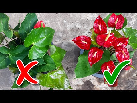 Anthurium Flowering Tips / Learn Gardening