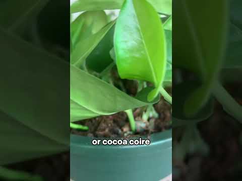 What kind of soil is best for pothos