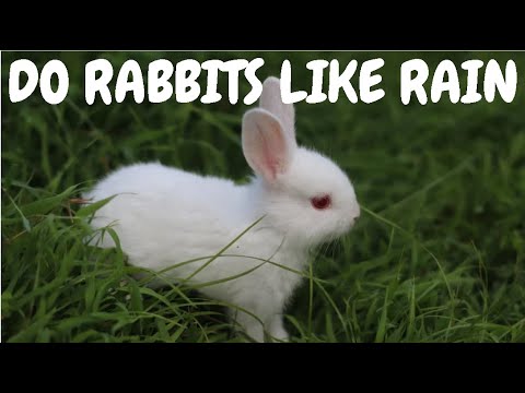 Do Rabbits Like Rain