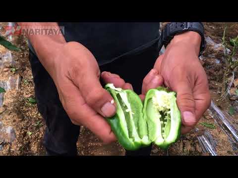 ナリタヤやさい  千葉県富里市・越川高志さんのピーマン