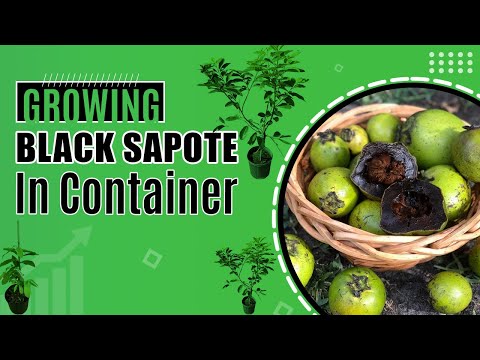 Growing Black Sapote in container | Matt Snow bearing large fruits