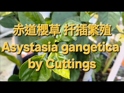 赤道櫻草扦插繁殖 Asystasia gangetica by Cuttings