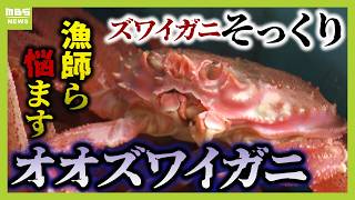 ズワイガニの"そっくりガニ"が大量発生　値段は８分の１！？消費者はうれしい反面...ズワイガニ漁師たちには大打撃「単価が安くなると生活にも響く」（2024年11月25日）