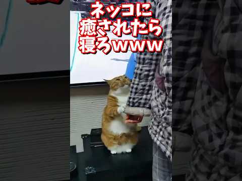 ネッコの動画で癒されたら寝ろｗｗｗ　#2ch #2ch動物スレ #2ch面白いスレ #動物 #犬 #猫 #癒やし #ねこ動画#ねこ